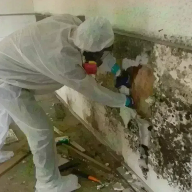 Mold Remediation and Removal in Granger, IA